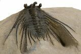 Kettneraspis Trilobite With Long Occipital - Lghaft, Morocco #310628-4